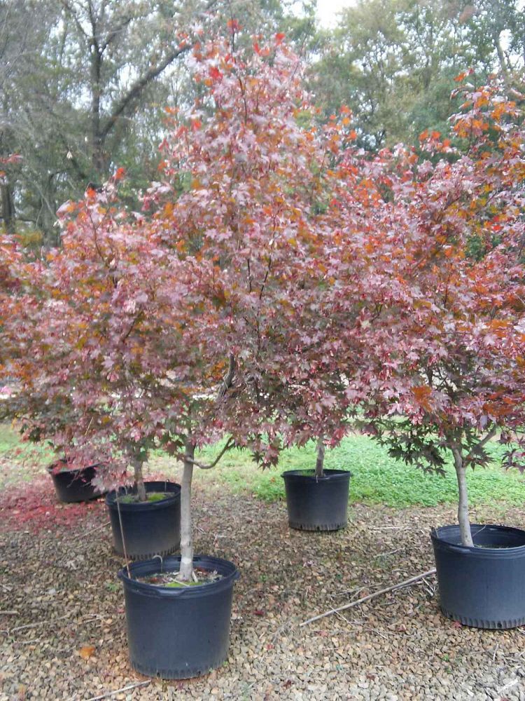 acer-palmatum-bloodgood-japanese-maple