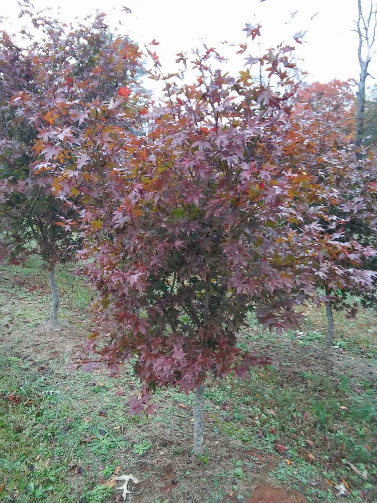 acer-palmatum-bloodgood-japanese-maple