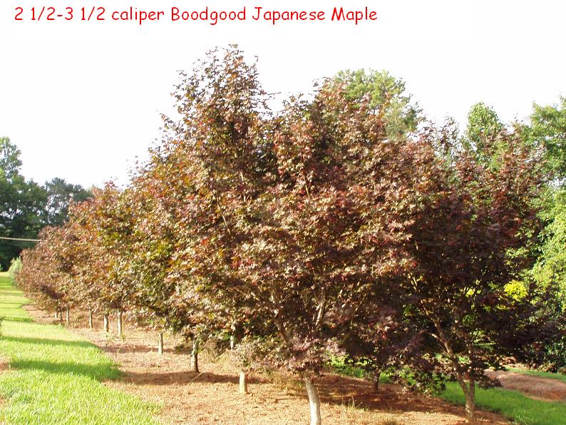 acer-palmatum-bloodgood-japanese-maple