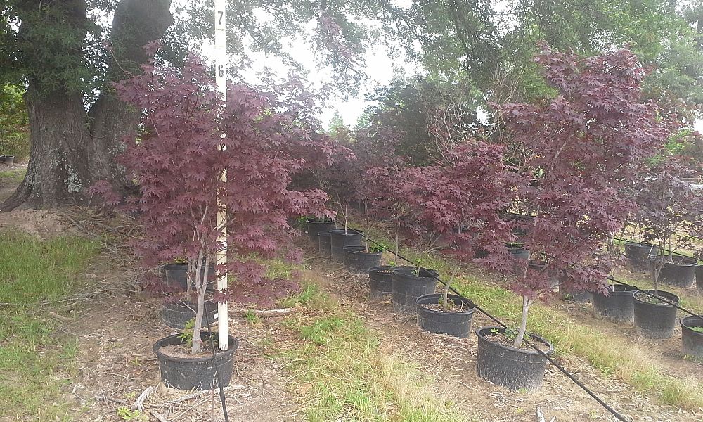 acer-palmatum-bloodgood-japanese-maple