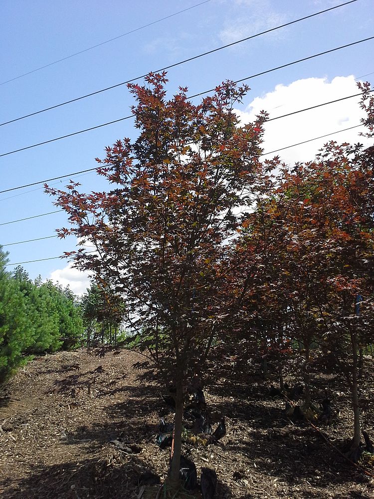 acer-palmatum-bloodgood-japanese-maple