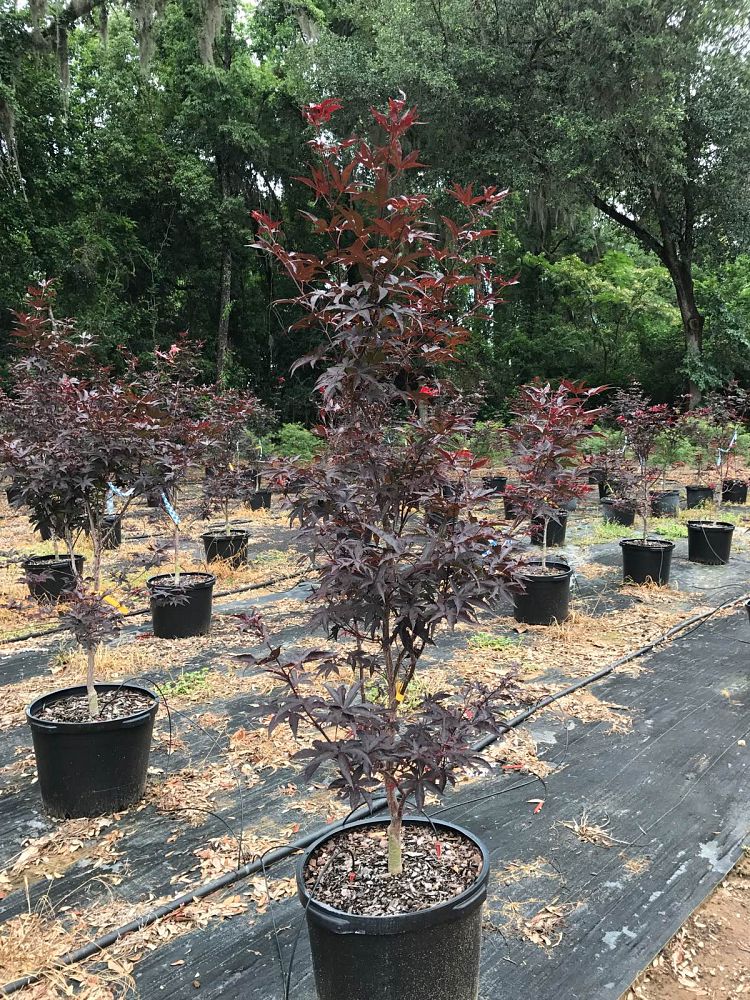 acer-palmatum-bloodgood-japanese-maple