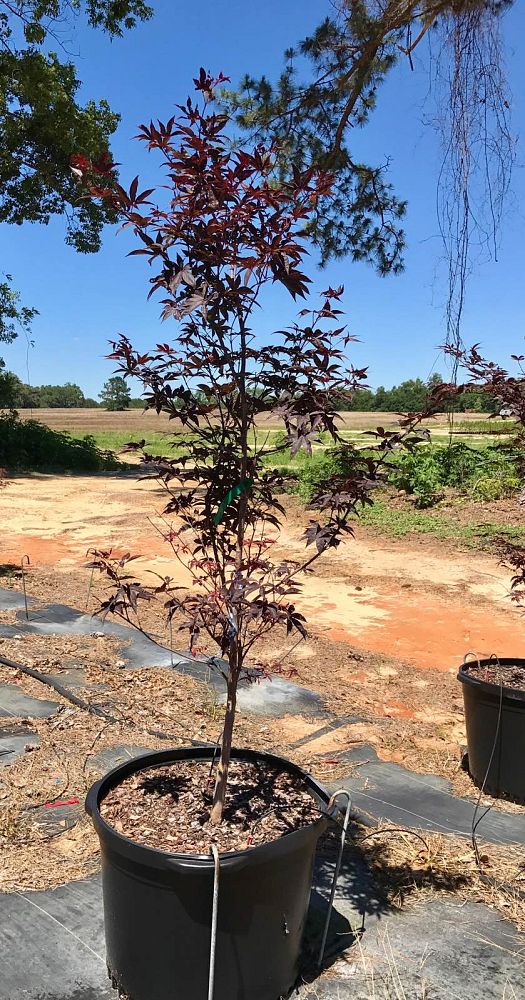 acer-palmatum-bloodgood-japanese-maple