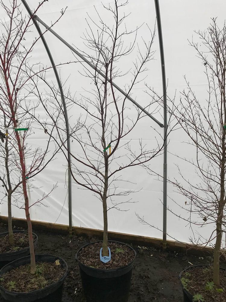 acer-palmatum-bloodgood-japanese-maple