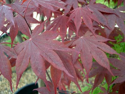acer-palmatum-bloodgood-japanese-maple