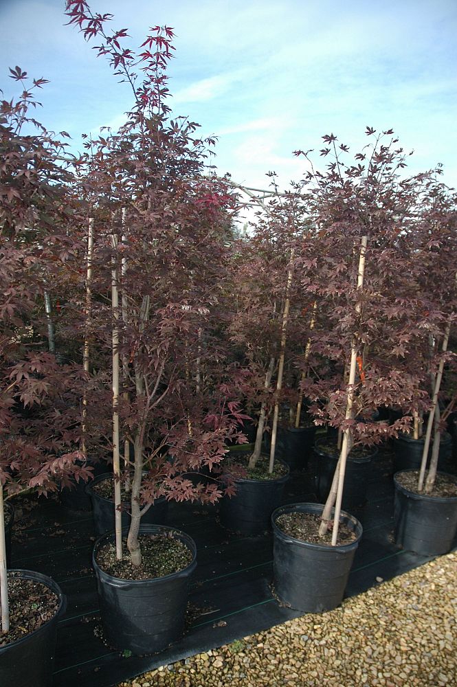 acer-palmatum-bloodgood-japanese-maple