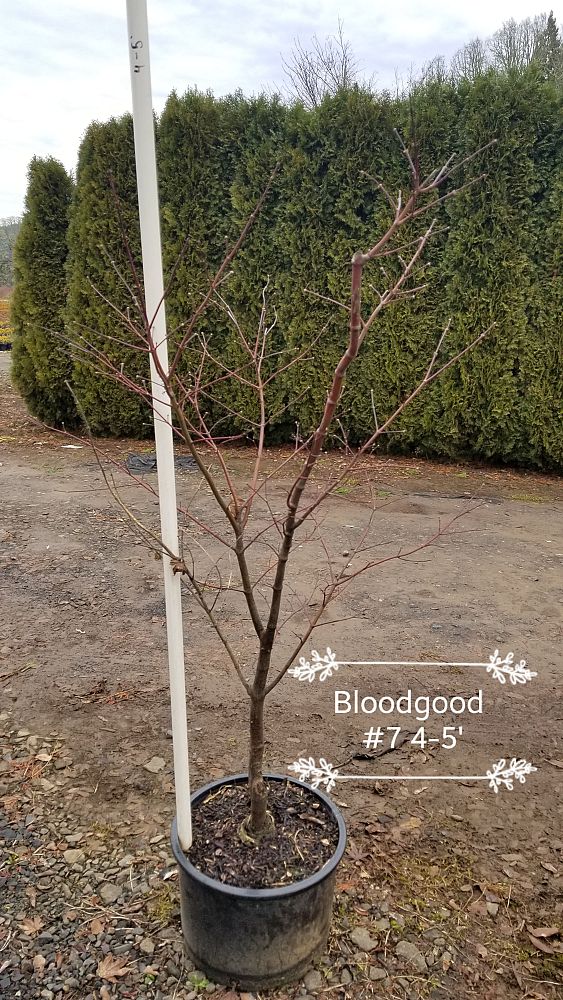 acer-palmatum-bloodgood-japanese-maple
