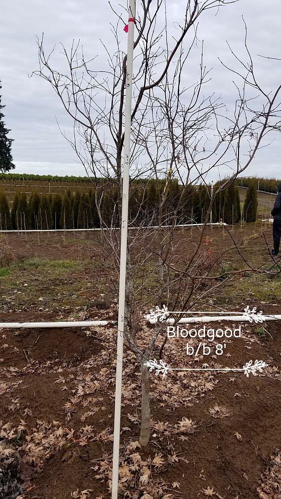 acer-palmatum-bloodgood-japanese-maple