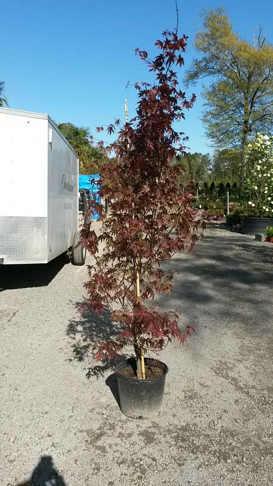 acer-palmatum-bloodgood-japanese-maple