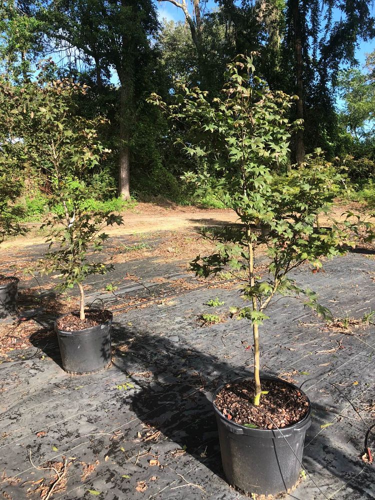 acer-palmatum-bloodgood-japanese-maple