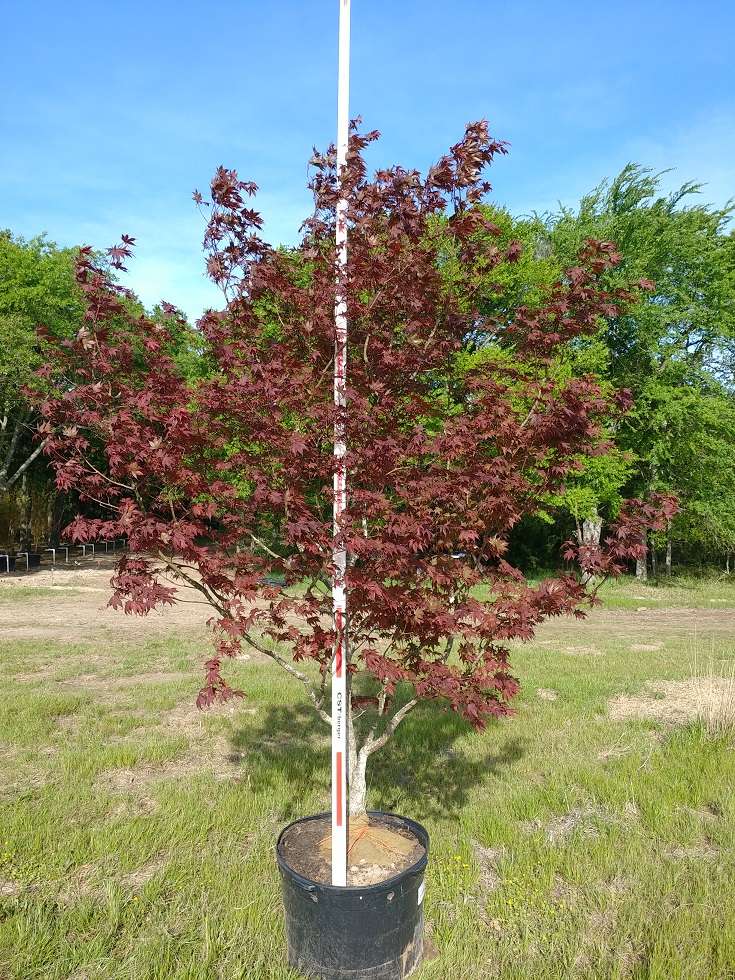 acer-palmatum-bloodgood-japanese-maple