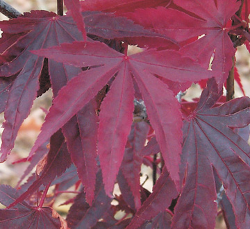 acer-palmatum-bloodgood-japanese-maple