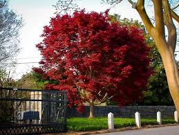 acer-palmatum-bloodgood-japanese-maple