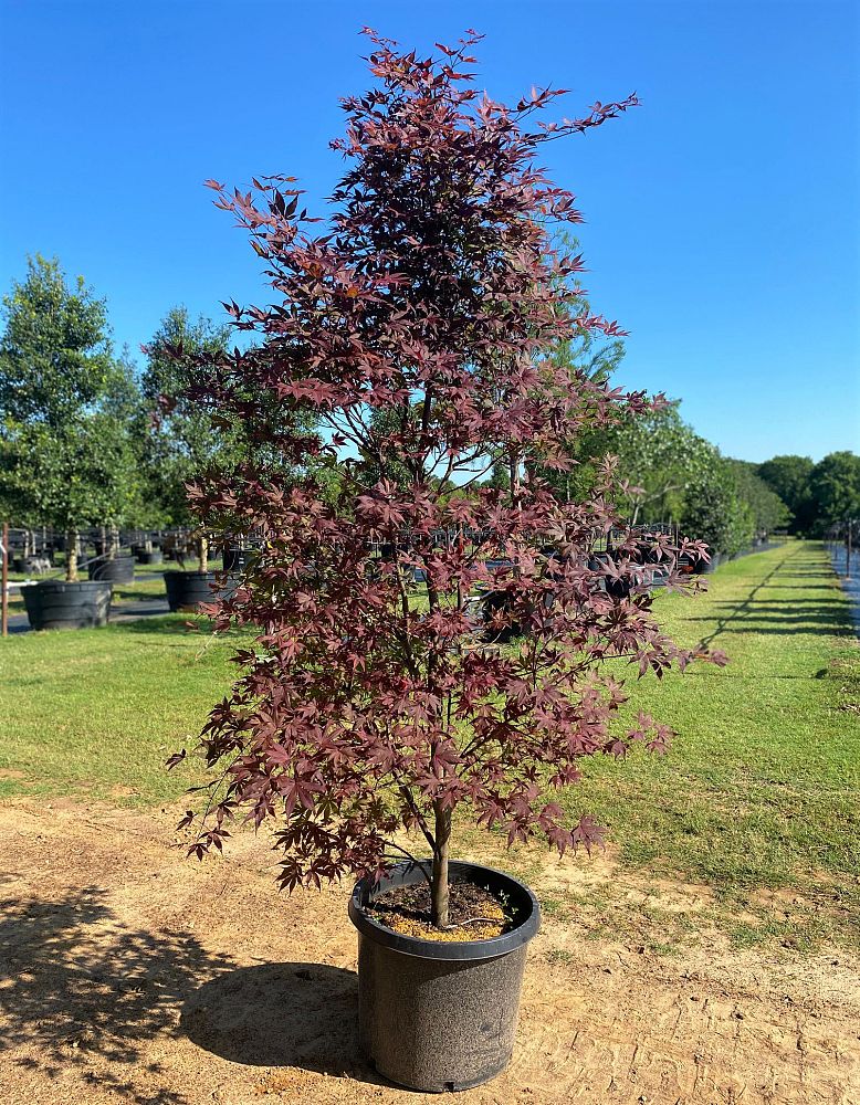 acer-palmatum-bloodgood-japanese-maple