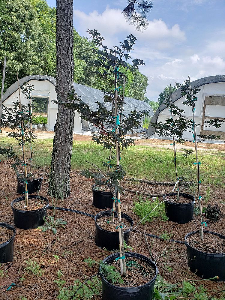 acer-palmatum-bloodgood-japanese-maple