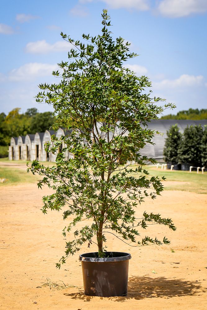 acer-palmatum-bloodgood-japanese-maple