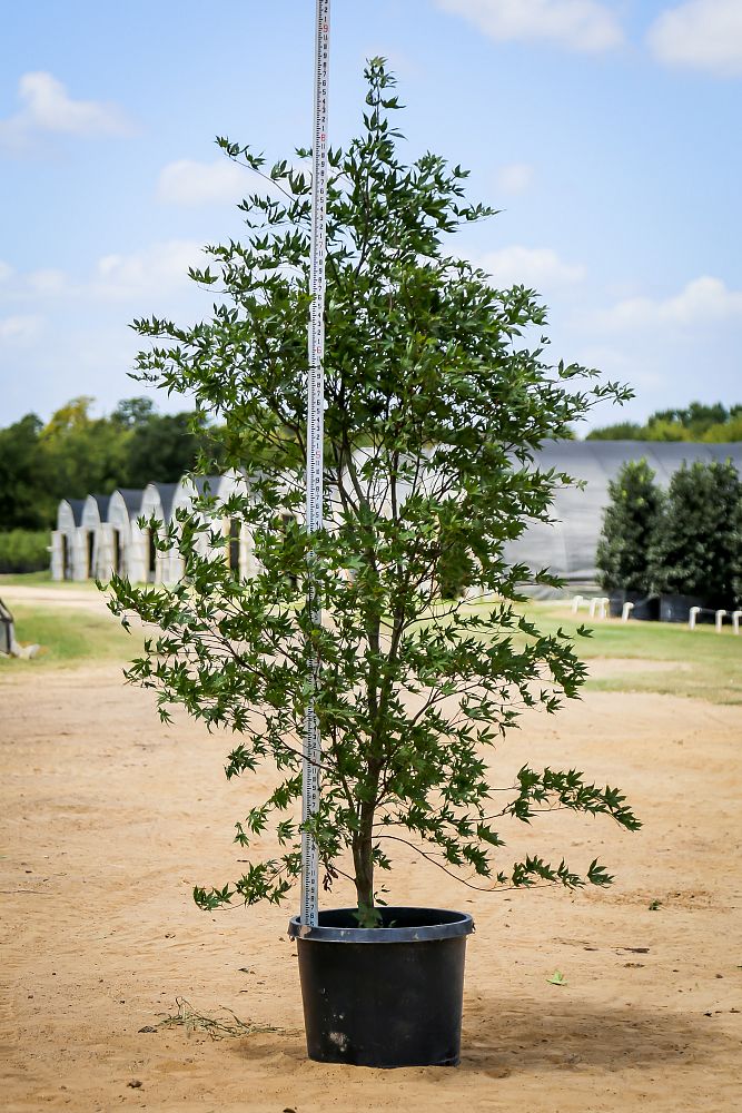 acer-palmatum-bloodgood-japanese-maple