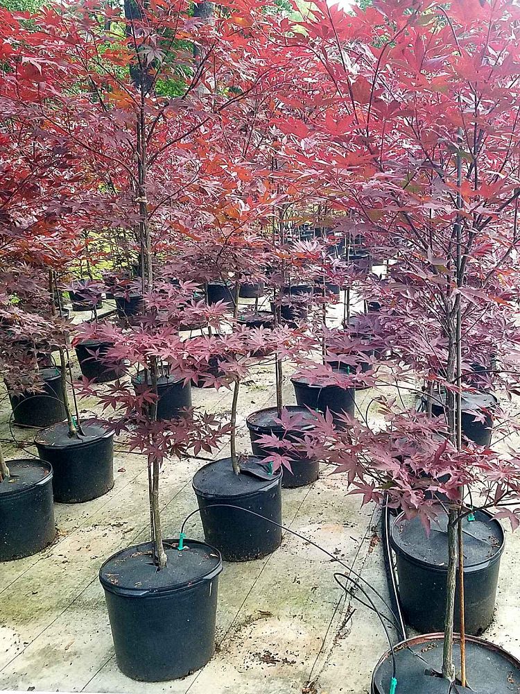 acer-palmatum-bloodgood-japanese-maple