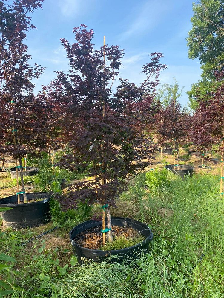 acer-palmatum-bloodgood-japanese-maple