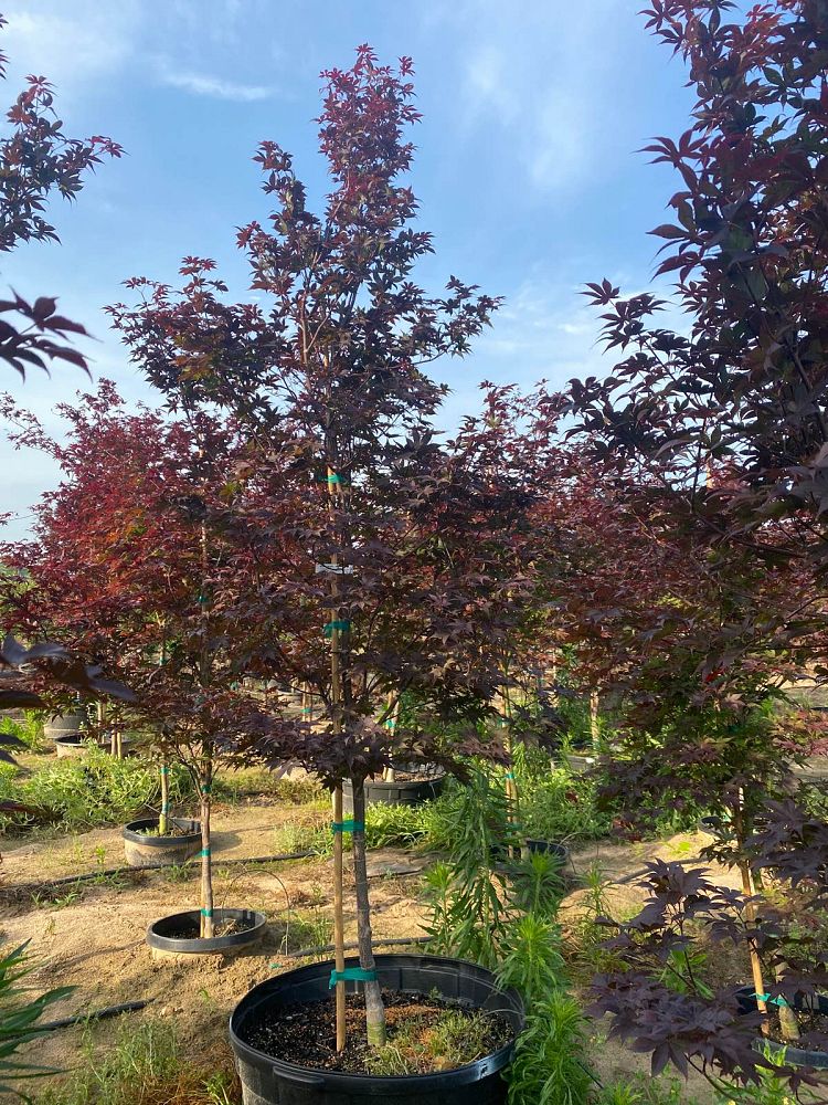 acer-palmatum-bloodgood-japanese-maple