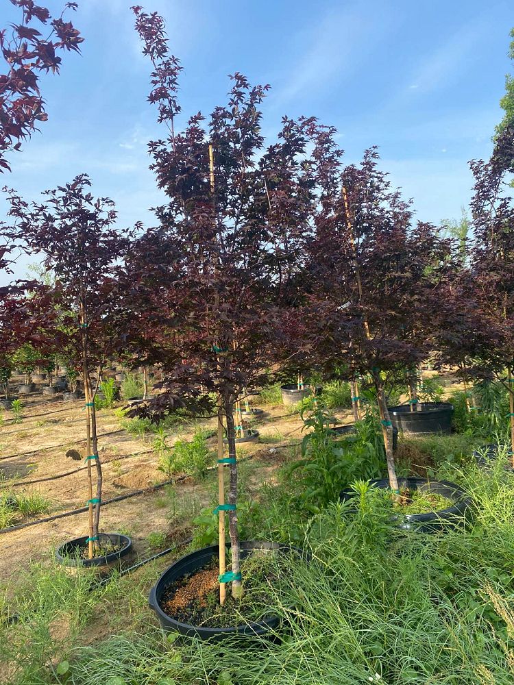 acer-palmatum-bloodgood-japanese-maple