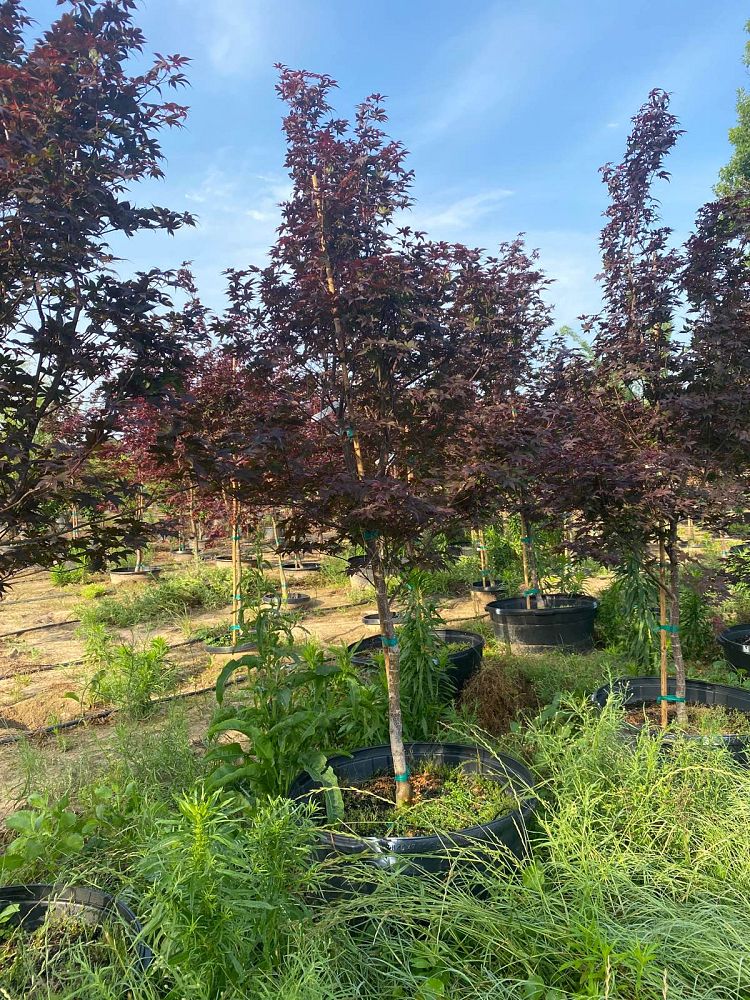 acer-palmatum-bloodgood-japanese-maple