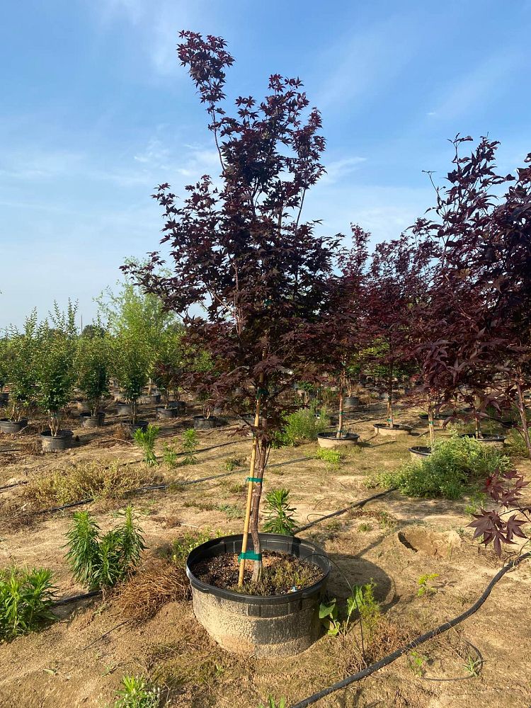 acer-palmatum-bloodgood-japanese-maple