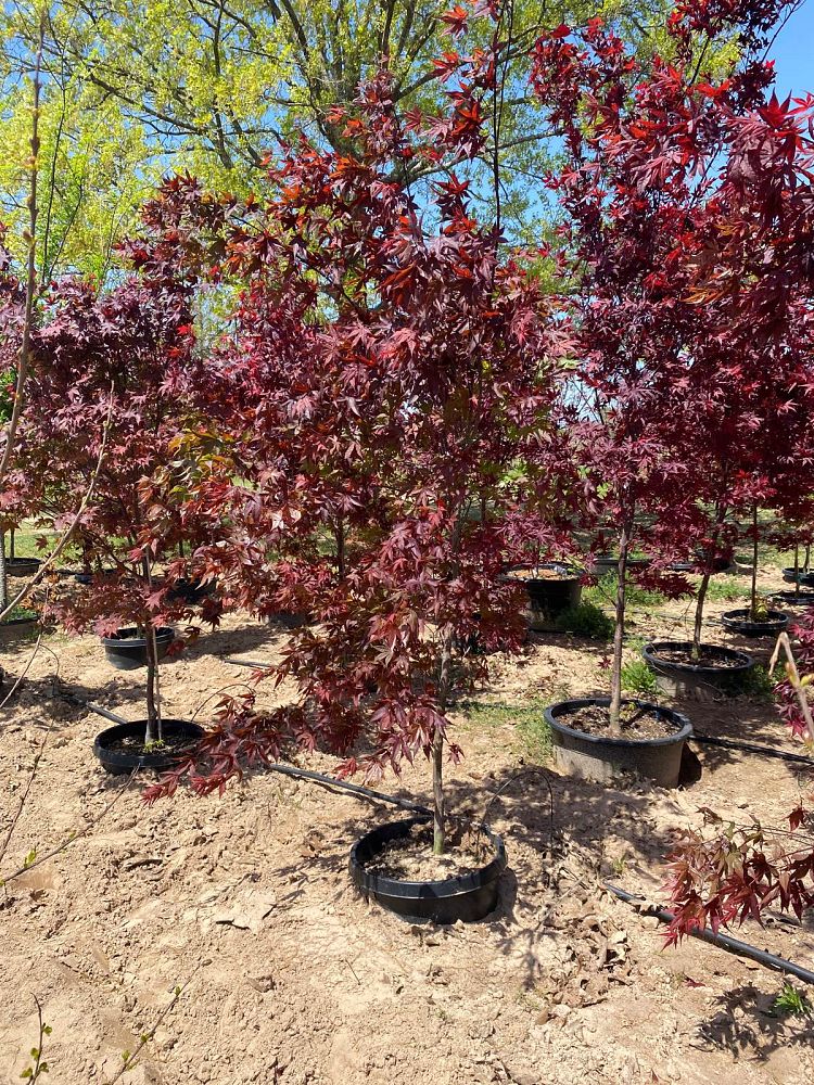 acer-palmatum-bloodgood-japanese-maple