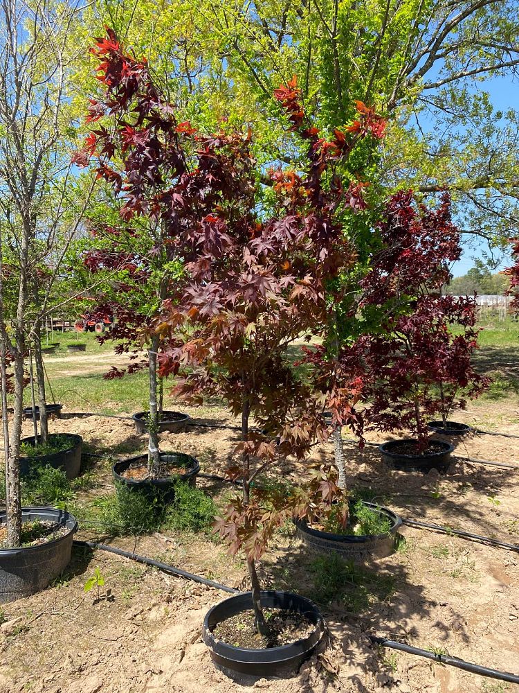 acer-palmatum-bloodgood-japanese-maple