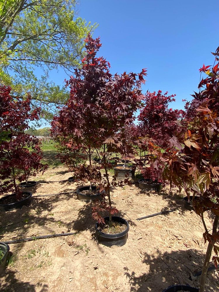 acer-palmatum-bloodgood-japanese-maple