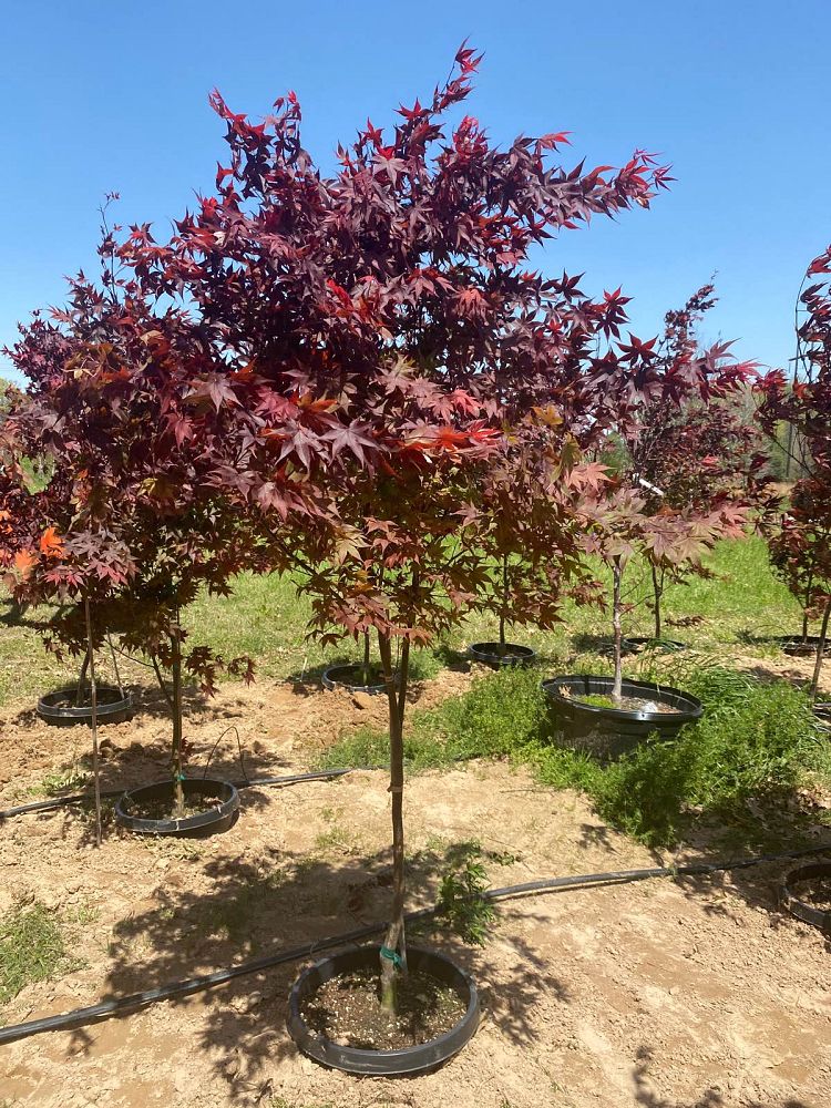 acer-palmatum-bloodgood-japanese-maple