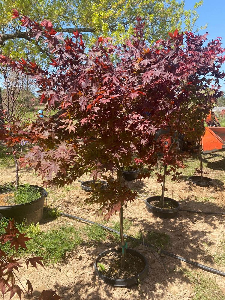 acer-palmatum-bloodgood-japanese-maple