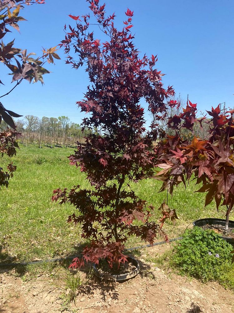 acer-palmatum-bloodgood-japanese-maple