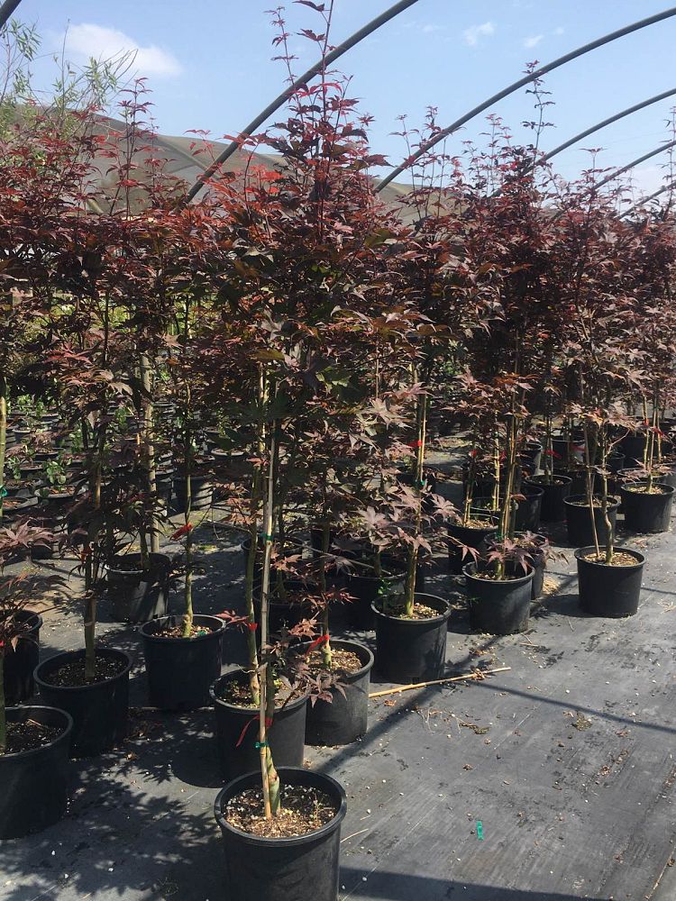acer-palmatum-bloodgood-japanese-maple