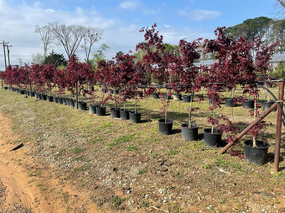acer-palmatum-bloodgood-japanese-maple