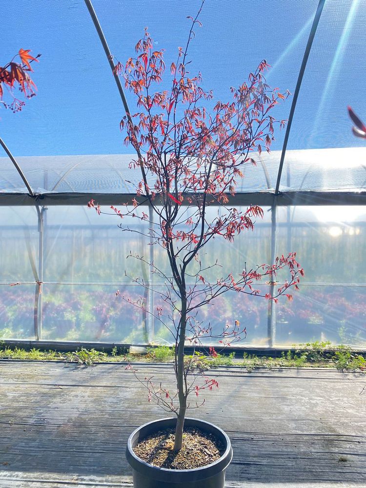 acer-palmatum-bloodgood-japanese-maple