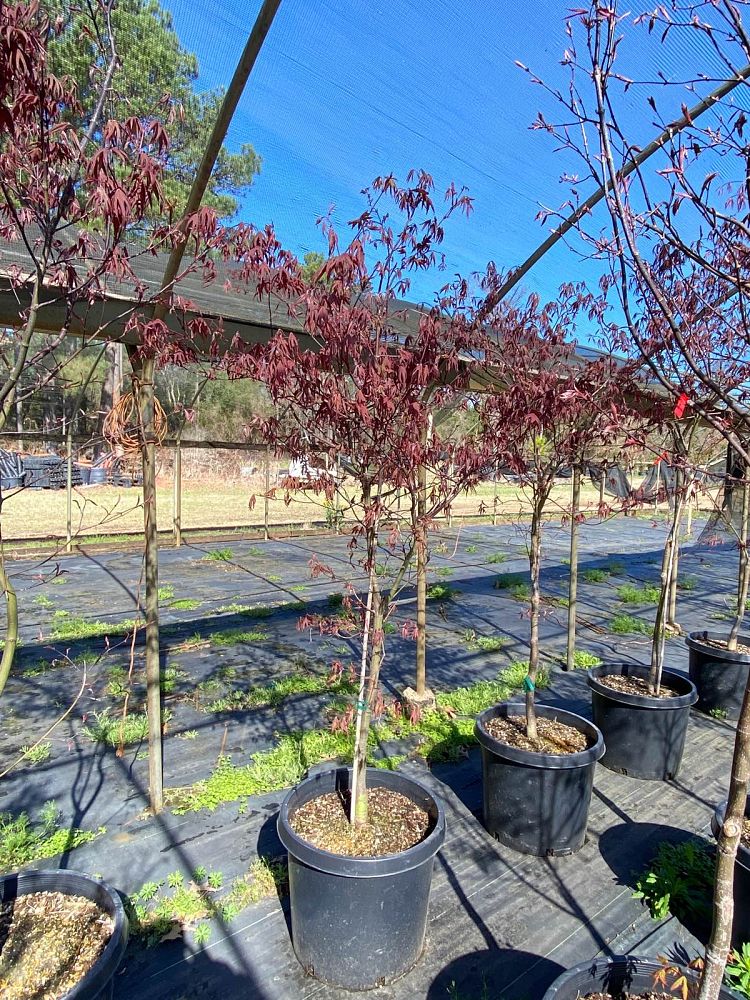 acer-palmatum-bloodgood-japanese-maple