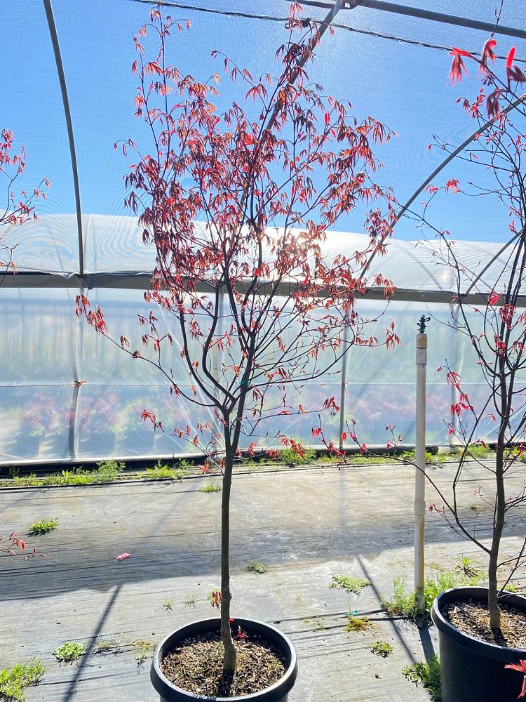 acer-palmatum-bloodgood-japanese-maple