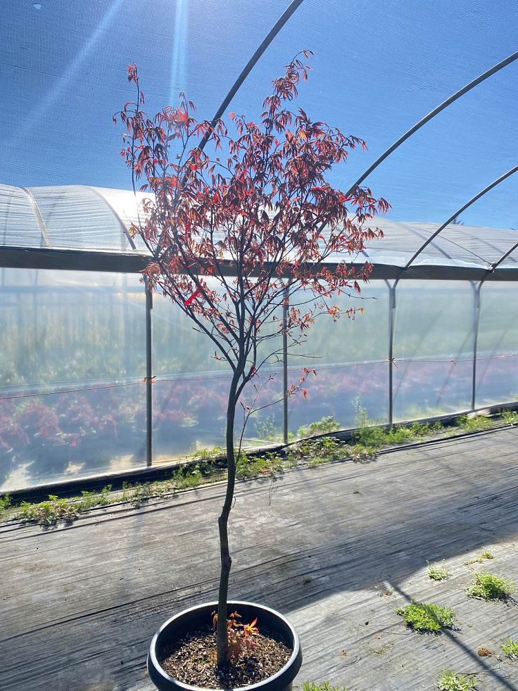 acer-palmatum-bloodgood-japanese-maple