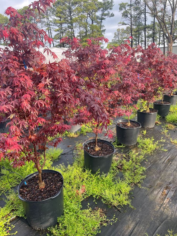 acer-palmatum-bloodgood-japanese-maple