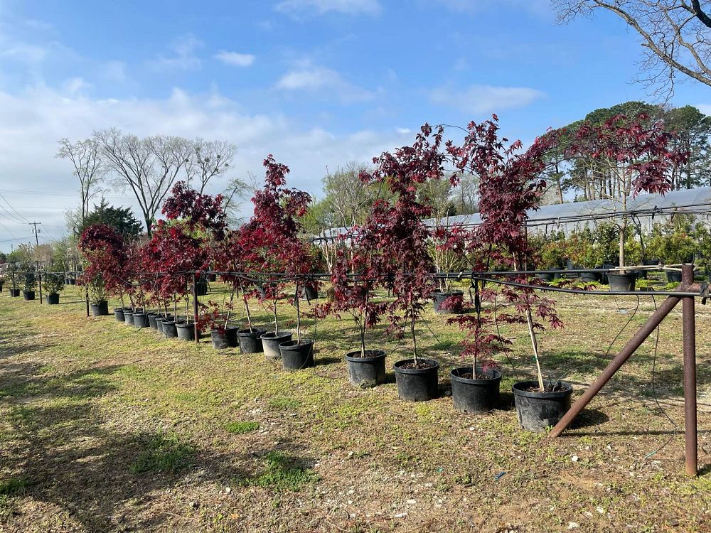 acer-palmatum-bloodgood-japanese-maple