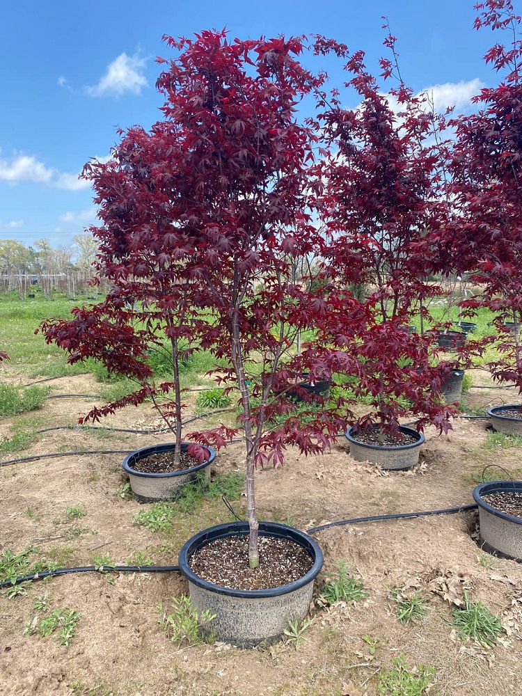 acer-palmatum-bloodgood-japanese-maple