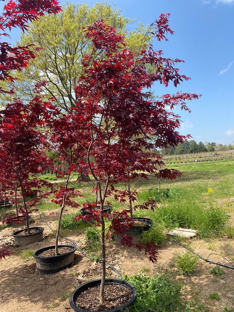 acer-palmatum-bloodgood-japanese-maple