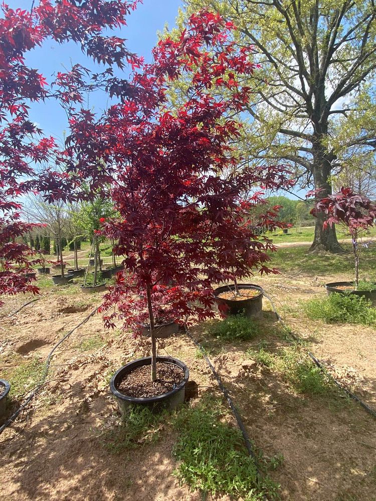 acer-palmatum-bloodgood-japanese-maple