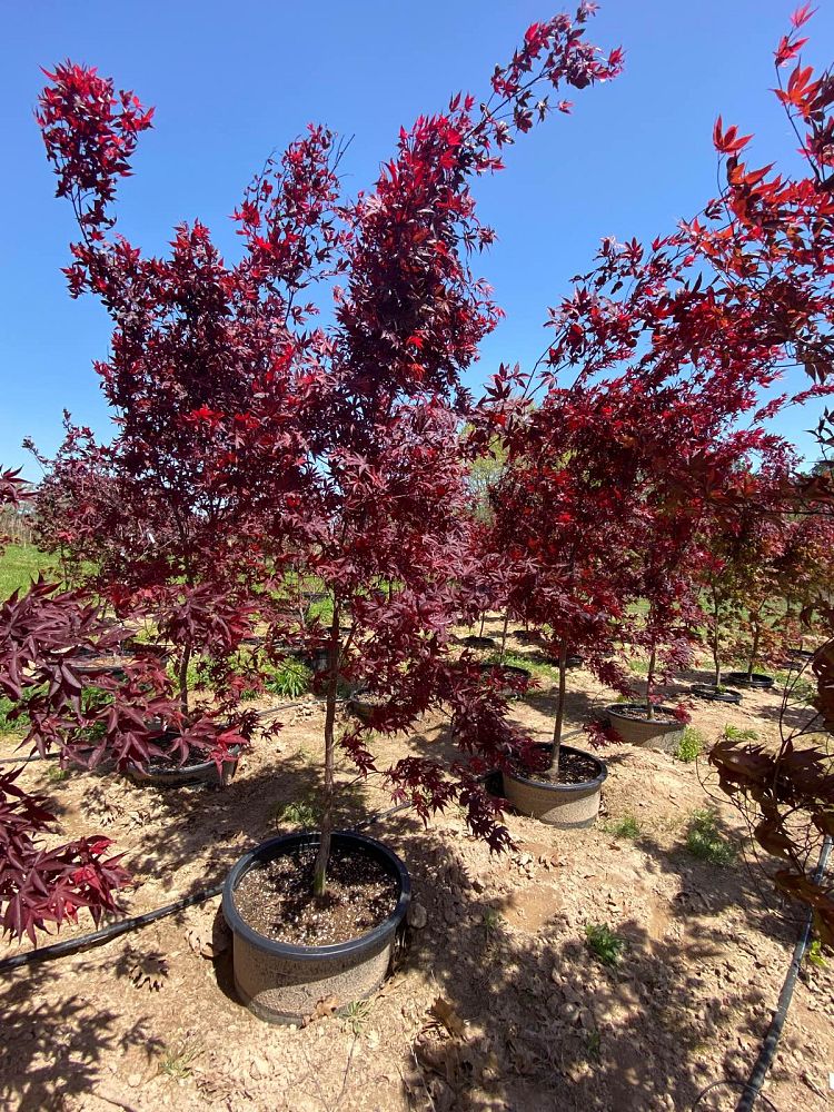 acer-palmatum-bloodgood-japanese-maple