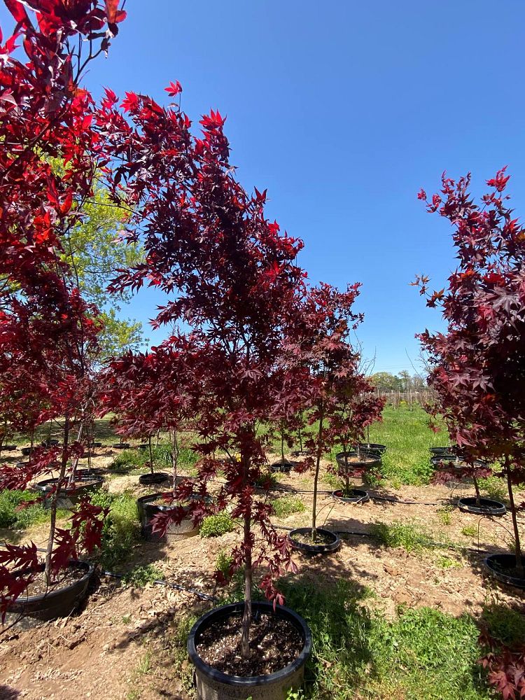 acer-palmatum-bloodgood-japanese-maple
