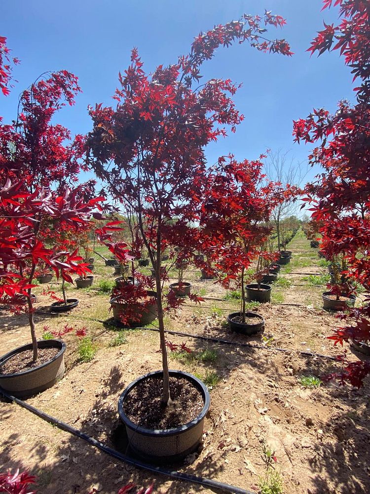 acer-palmatum-bloodgood-japanese-maple