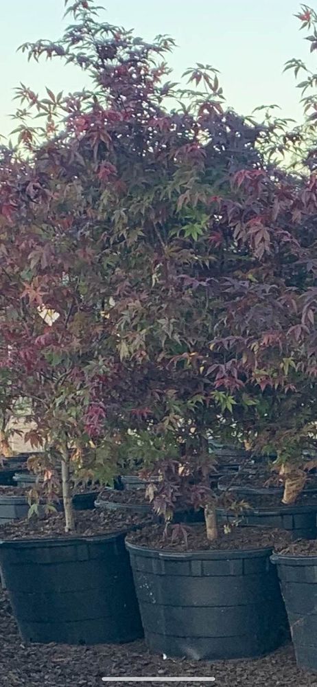 acer-palmatum-bloodgood-japanese-maple