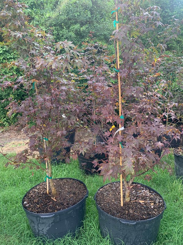 acer-palmatum-bloodgood-japanese-maple