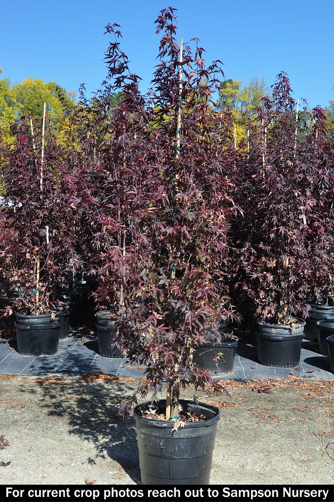 acer-palmatum-bloodgood-japanese-maple